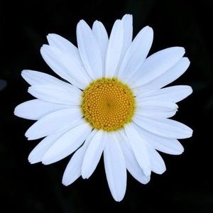 Meet your Posher, Tracey